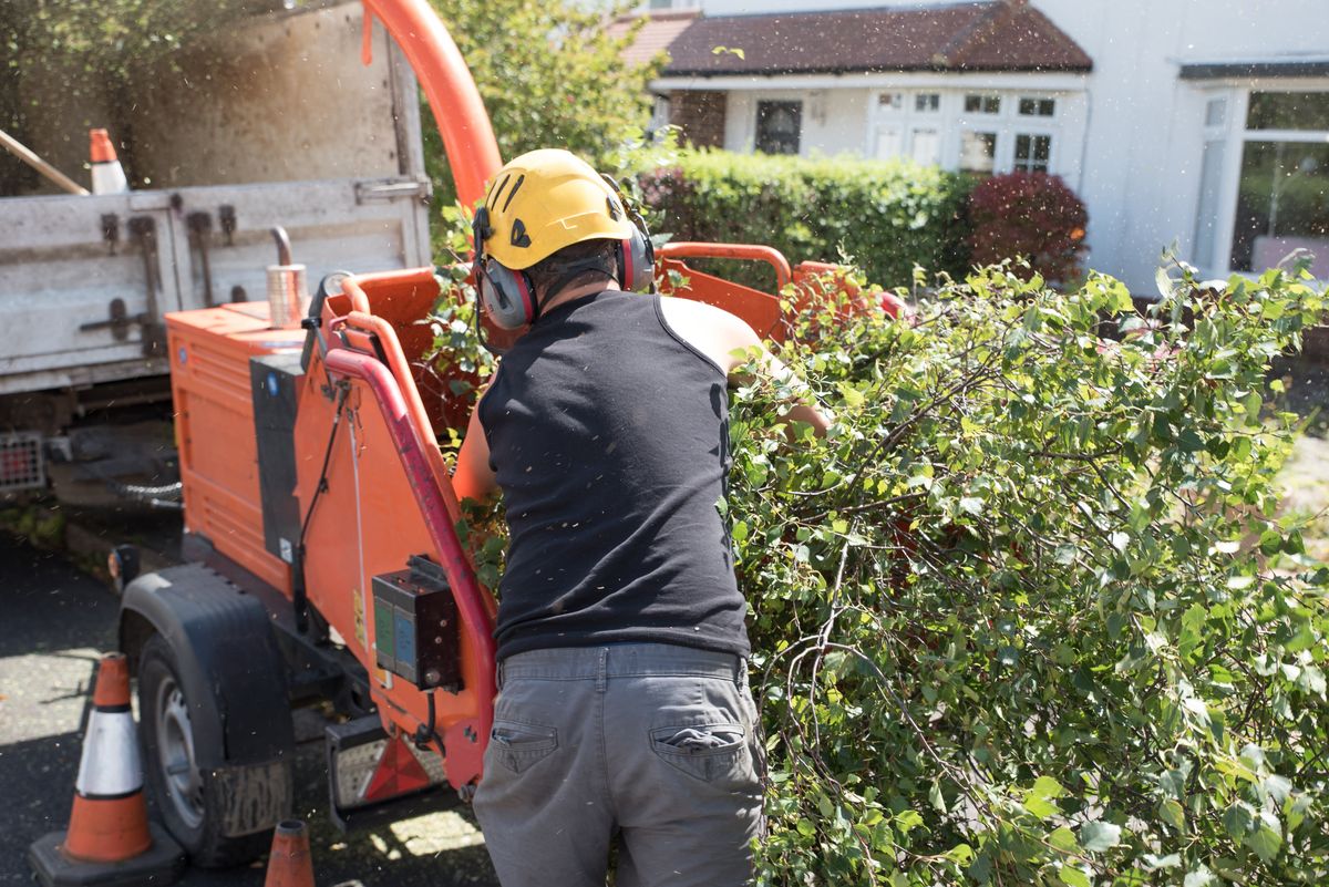 Baltimore tree removal crew safely clearing a large tree