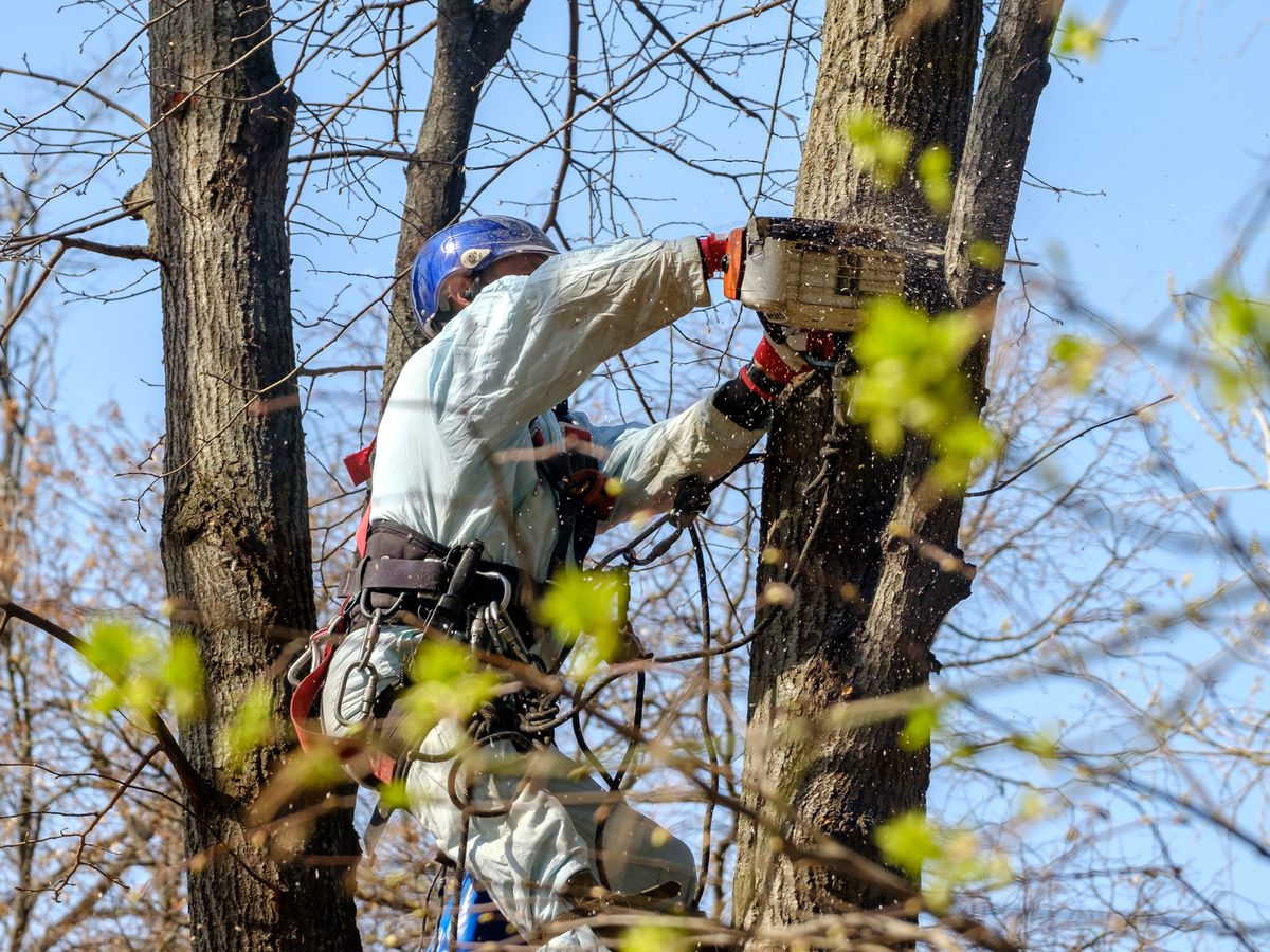 Tree service Baltimore MD expert trimming a mature tree